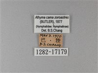 雙色帶蛺蝶藏品圖，第3張
