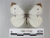 白粉蝶、紋白蝶藏品圖，第1張