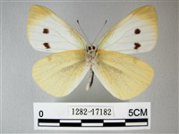 白粉蝶、紋白蝶藏品圖，第2張