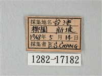 白粉蝶、紋白蝶藏品圖，第3張