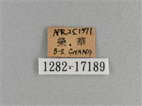 小雙尾蛺蝶藏品圖，第3張