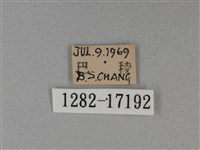 白裳貓蛺蝶藏品圖，第3張