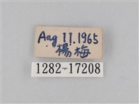 豆環蛺蝶藏品圖，第3張