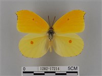 圓翅鉤粉蝶藏品圖，第1張