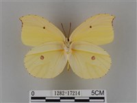 圓翅鉤粉蝶藏品圖，第2張