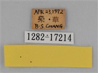 圓翅鉤粉蝶藏品圖，第3張