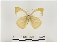 淡褐脈粉蝶藏品圖，第2張