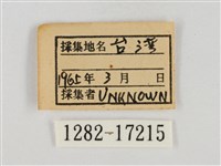 淡褐脈粉蝶藏品圖，第3張