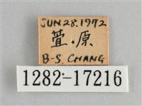 金鎧蛺蝶藏品圖，第3張