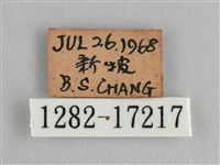 眼蛺蝶、孔雀蛺蝶藏品圖，第3張