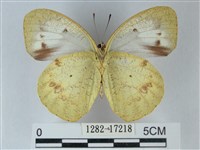 異粉蝶、雌白黃蝶藏品圖，第2張