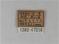 異粉蝶、雌白黃蝶藏品圖，第3張