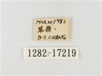 角翅黃蝶藏品圖，第3張