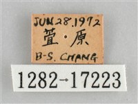 網絲蛺蝶、石牆蝶藏品圖，第3張