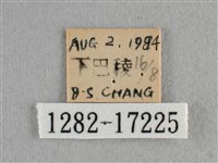 散紋盛蛺蝶藏品圖，第3張