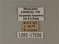 玄珠帶蛺蝶藏品圖，第3張