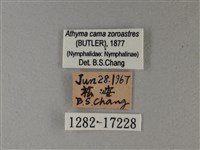 雙色帶蛺蝶藏品圖，第3張