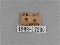 黃豹盛蛺蝶藏品圖，第3張