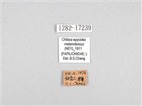 黃星斑鳳蝶藏品圖，第3張