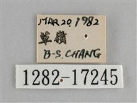 圓翅紫斑蝶藏品圖，第3張