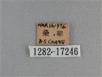 黃豹盛蛺蝶藏品圖，第3張