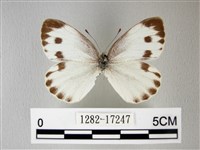 緣點白粉蝶藏品圖，第1張