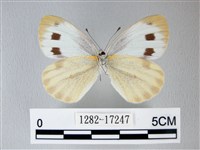 緣點白粉蝶藏品圖，第2張