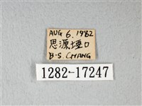 緣點白粉蝶藏品圖，第3張