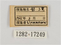 淡褐脈粉蝶藏品圖，第3張