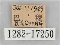 網絲蛺蝶、石牆蝶藏品圖，第3張