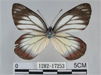 白豔粉蝶藏品圖，第1張