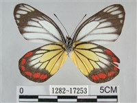 白豔粉蝶藏品圖，第2張