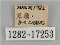 白豔粉蝶藏品圖，第3張