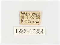 小紫斑蝶藏品圖，第3張