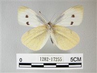 白粉蝶、紋白蝶藏品圖，第2張