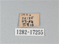 白粉蝶、紋白蝶藏品圖，第3張