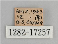圓翅紫斑蝶藏品圖，第3張