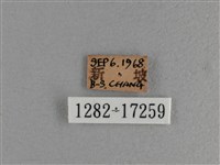 大紅蛺蝶藏品圖，第3張