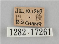 紫俳線蛺蝶藏品圖，第3張