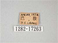 細邊琉灰蝶藏品圖，第3張
