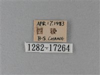 大絹斑蝶藏品圖，第3張