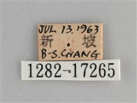遷粉蝶、淡黃蝶藏品圖，第3張