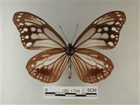 大絹斑蝶藏品圖，第2張