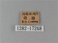 大絹斑蝶藏品圖，第3張