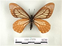 黃星斑鳳蝶藏品圖，第2張