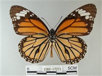 黑脈樺斑蝶藏品圖，第2張