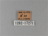 黑脈樺斑蝶藏品圖，第3張
