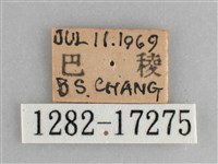 琉璃蛺蝶藏品圖，第3張