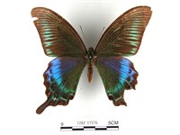 翠鳳蝶蘭嶼亞種藏品圖，第1張