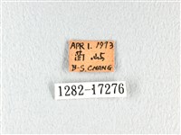 翠鳳蝶蘭嶼亞種藏品圖，第3張